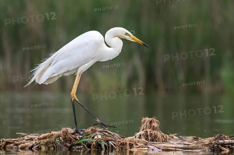 Great Egret (Ardea alba) foraging, Subotica, Serbia