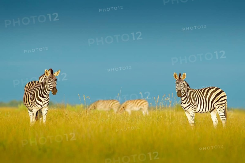 Zebra with blue storm sky. Burchell's zebra, Equus quagga burchellii, Nxai Pan National Park, Botswana, Africa. Wild animal on the green meadow. Wildlife nature