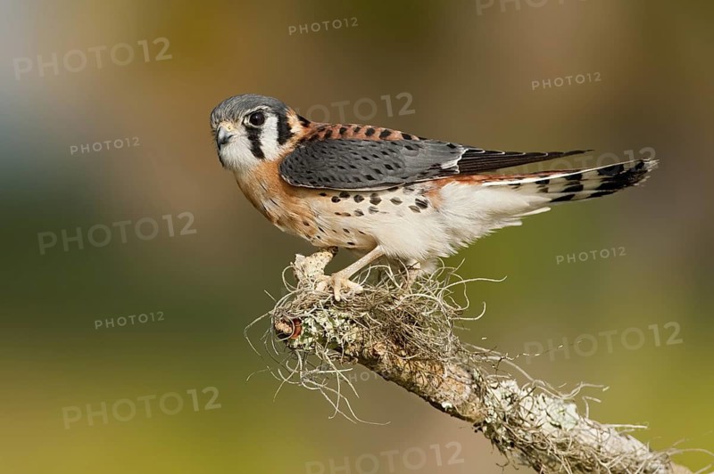 American Kestrel (Falco sparverius), Florida, USA