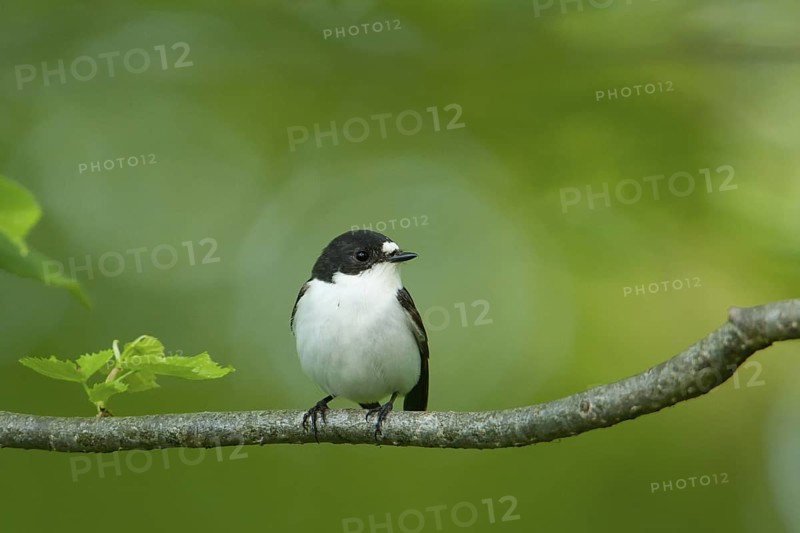 European Pied Flycatcher (Ficedula hypoleuca) male, Baden-Wuerttemberg, Germany