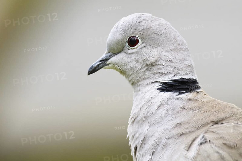 Eurasian Collared Dove (Streptopelia decaocto), Asturias, Spain
