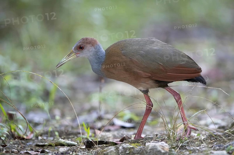 Rufous-naped Wood Rail (Aramides albiventris albiventris), Peten, Guatemala