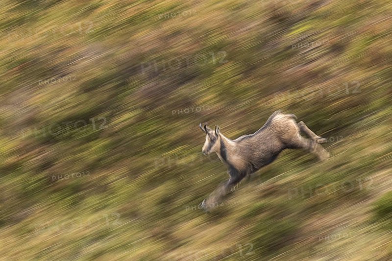 Chamois (Rupicapra rupicapra), walking through mountain range, Ancares, Castilla Leon, Spain