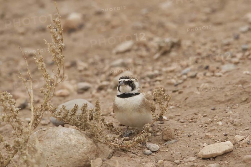 Temminck's Lark (Eremophila bilopha), Morocco