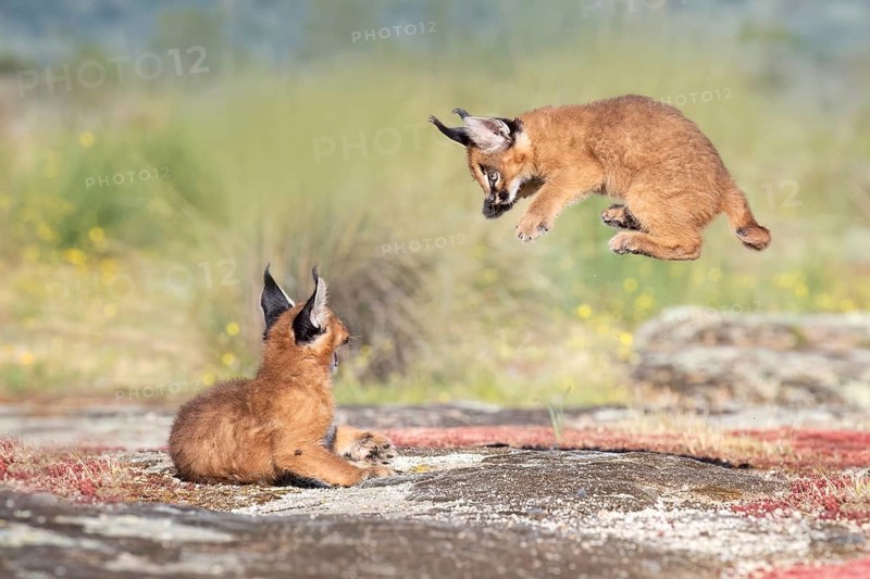 Caracal (Caracal caracal) two cubs jumping and playing, Castile-La Mancha, Spain