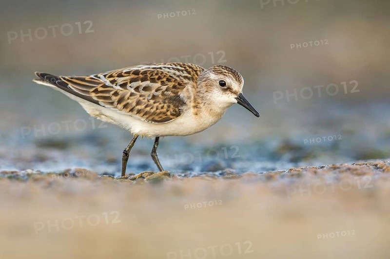 Little Stint (Calidris minuta) foraging, Poland