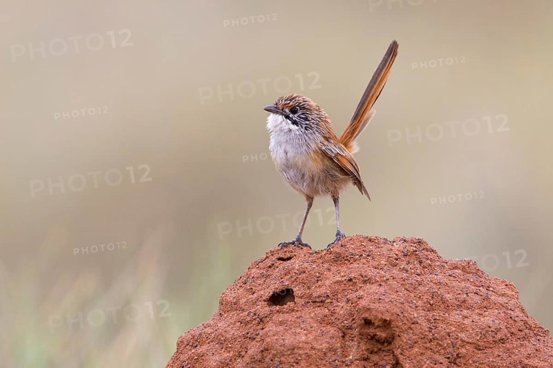 Striated Grasswren (Amytornis striatus rowleyi), Queensland, Australia