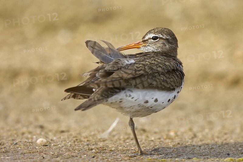 Spotted Sandpiper (Actitis macularius) preening, North Rhine-Westphalia, Germany