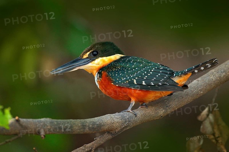 Green-and-rufous Kingfisher, Chloroceryle inda, green and orange bird sitting on tree branch, bird in nature habitat, Baranco Alto, Pantanal, Brazil. Wildlife Brazil, river bird