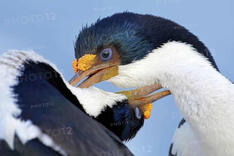 Animal behaviour. Courtship portrait of Imperial Shag, Phalacrocorax atriceps, cormorant from Falkland Islands. Wildlife scene from nature. Two beautiful animals with long bill. Bird love, close-up