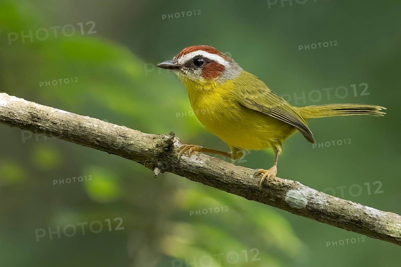 Chestnut-capped Warbler (Basileuterus rufifrons) perched on a branch in Panama