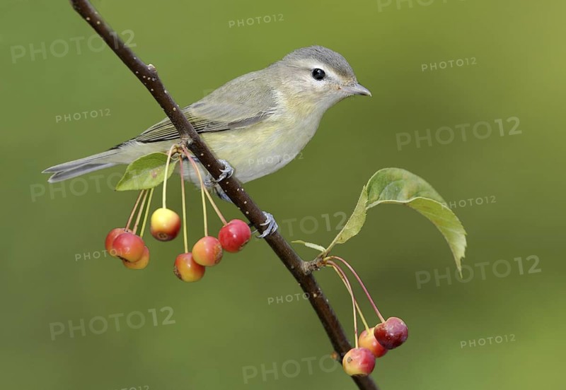 Warbling Vireo (Vireo gilvus), British Columbia, Canada