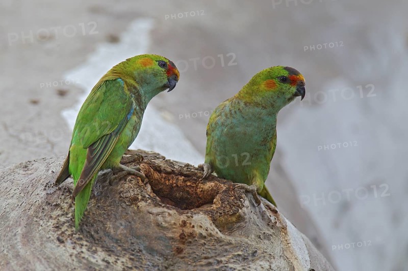 Purple-crowned Lorikeet (Parvipsitta porphyrocephala), Victoria, Australia