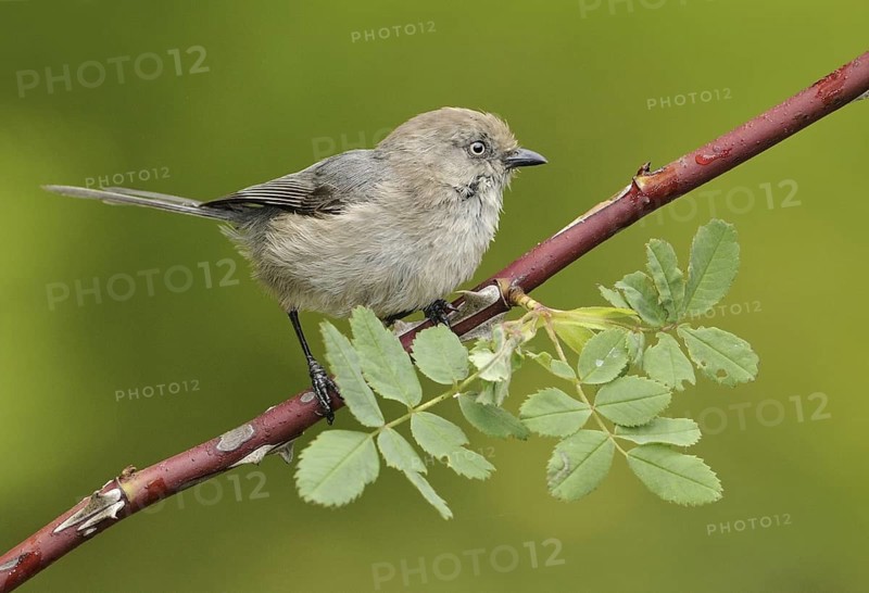 American Bushtit (Psaltriparus minimus), Canada