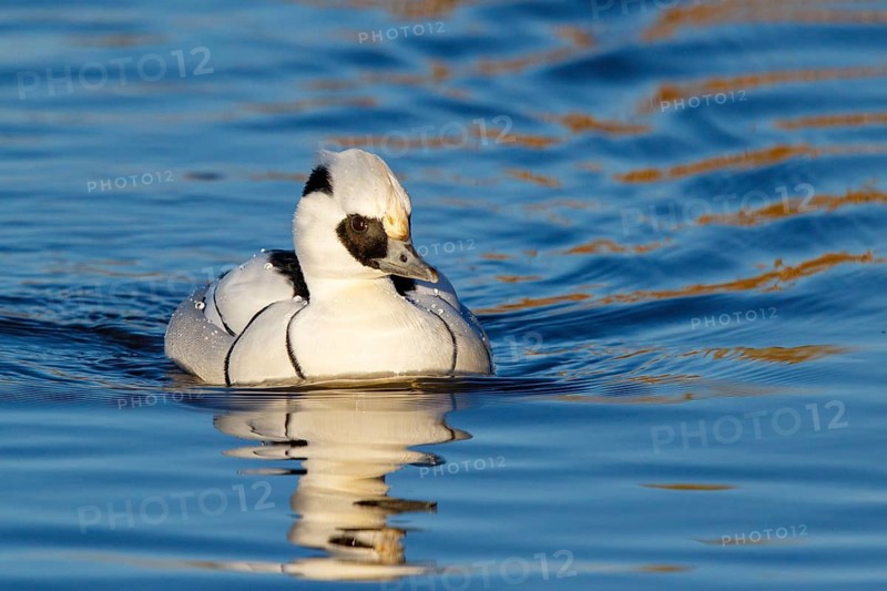 Smew (Mergellus albellus) male, Netherlands