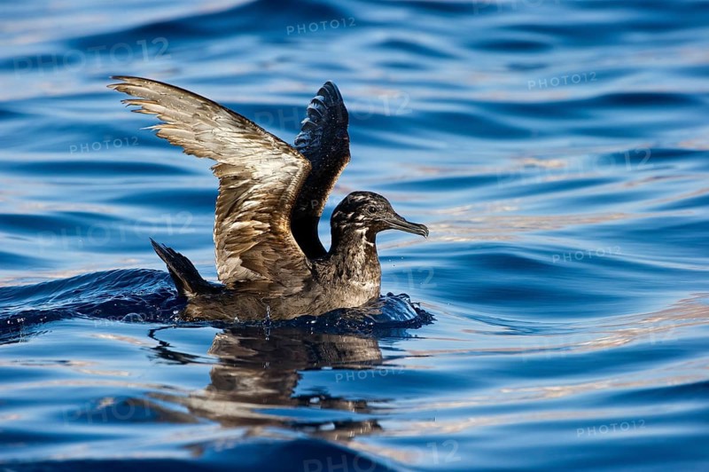 Sooty Shearwater (Ardenna grisea), Eilat, Israel