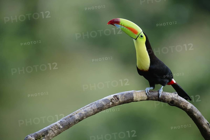Keel-billed Toucan (Ramphastos sulfuratus), Costa Rica