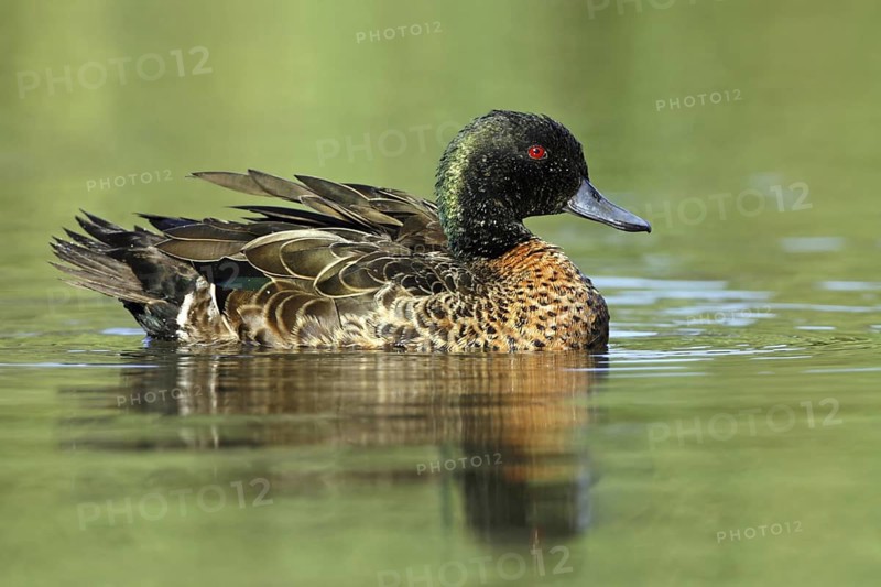 Chestnut Teal (Anas castanea), Victoria, Australia