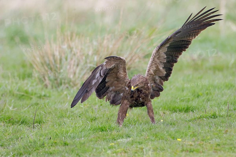 Schreiadler, lat. Aquila pomarina, auf einer Wiese bei der Nahrungssuche mit geöffneten Flügeln Gleichgewicht haltend