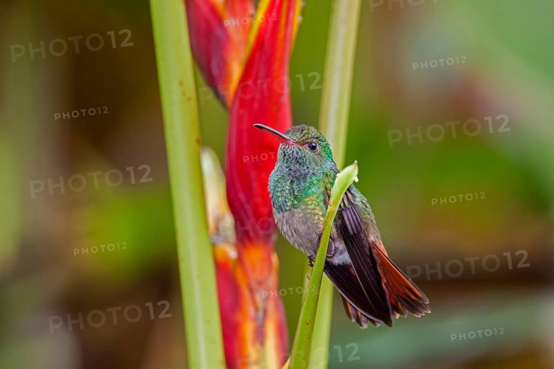 Rufous tailed Hummingbird Amazilia tzacatl San Jose, COSTA RICA 2 November Adult Male Trochilidae