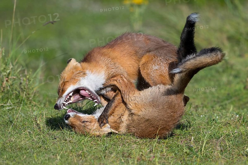Red Fox (Vulpes vulpes) two young fighting and playing in grassland, Netherlands