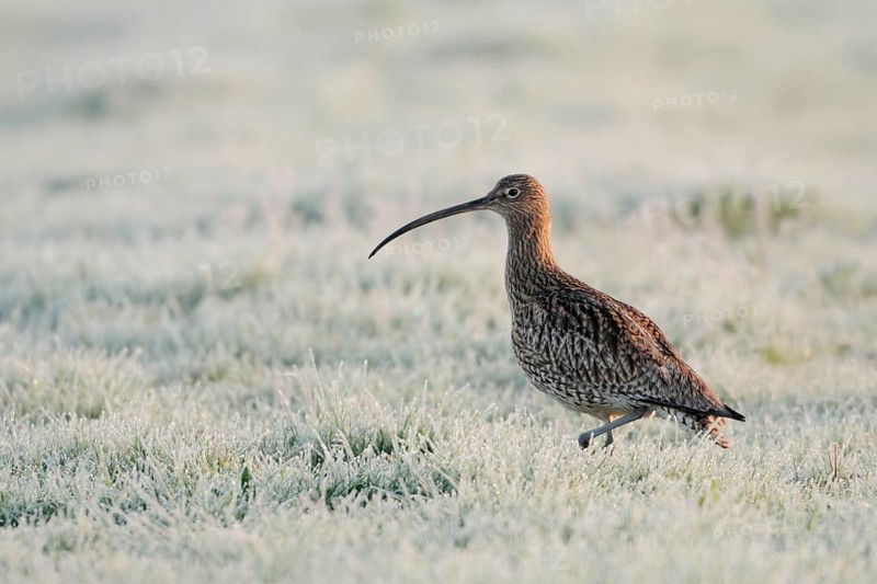 Eurasian Curlew (Numenius arquata), North Rhine-Westphalia, Germany