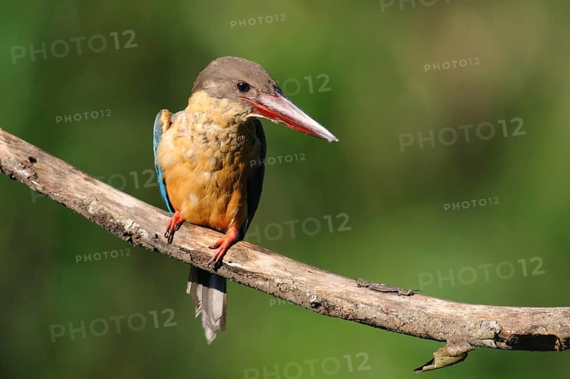 Stork-billed Kingfisher (Pelargopsis capensis), Sri Lanka