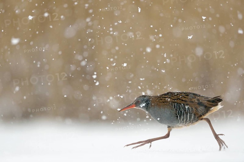 Water Rail (Rallus aquaticus) running on ice, Netherlands