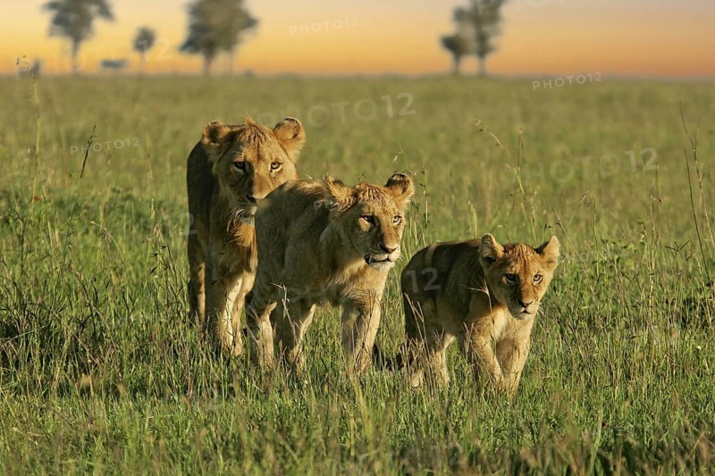 Löwe (Panthera leo), Löwenrudel mit Weibchen und Jungtieren durchstreifen zusammen die Savanne, Serengeti National Park, Tansania | African Lion (Panthera leo) pack of female lions with cubs strolling in savanna, Serengeti National Park; Tanzania