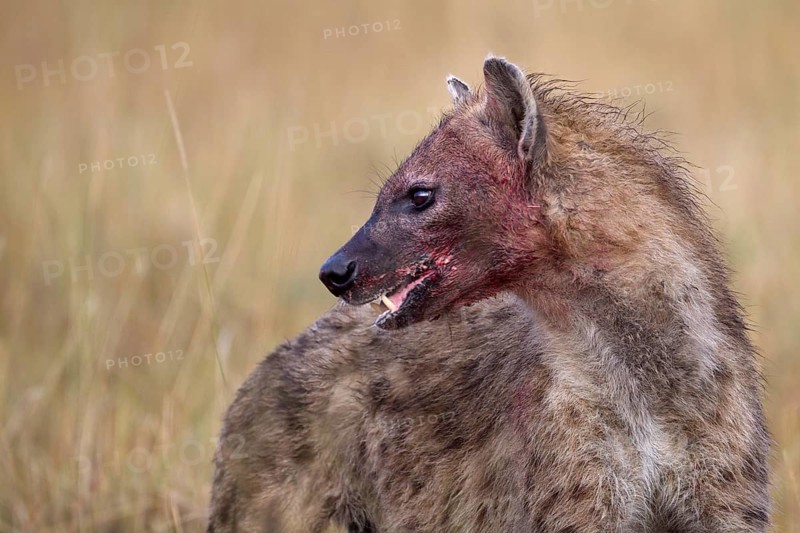 Spotted Hyena (Crocuta crocuta) with blood-smeared face, Sabi Sands, South Afrika