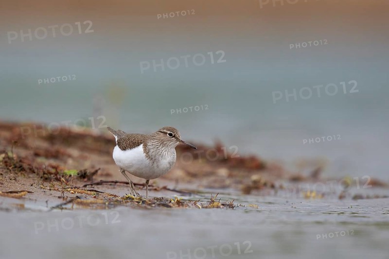 Common Sandpiper (Actitis hypoleucos) foraging, North Rhine-Westphalia, Germany