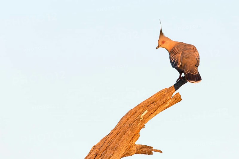 Crested Pigeon (Ocyphaps lophotes), Victoria, Australia