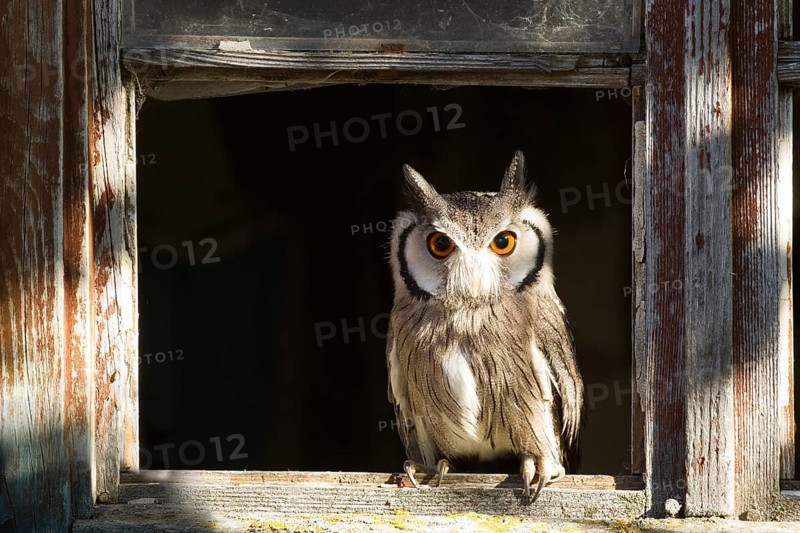 Southern White-faced Owl (Ptilopsis granti) captive, Germany