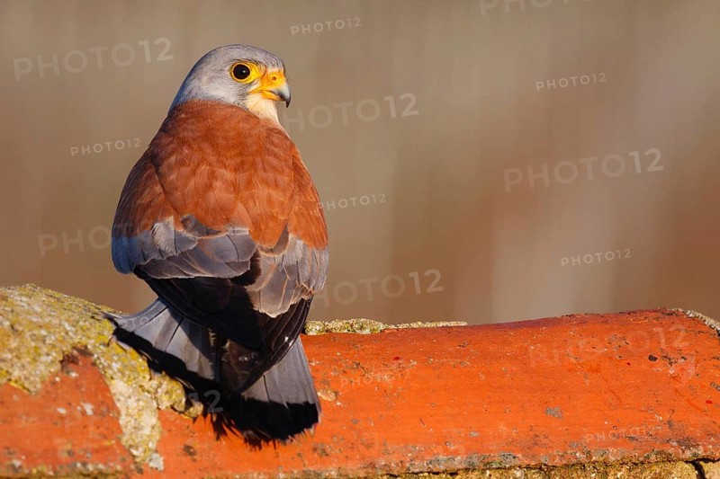 Lesser Kestrel (Falco naumanni) male, Extremadura, Spain