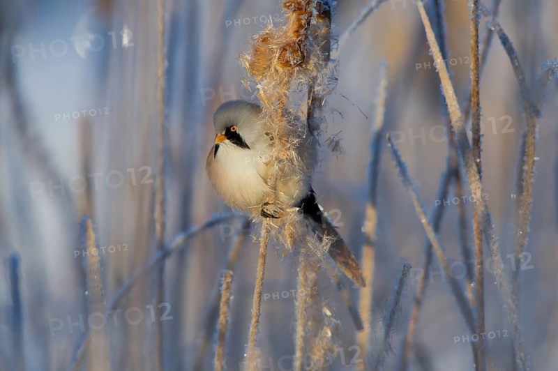 Bearded Reedling (Panurus biarmicus) male feeding on cattail seed, Thuringia, Germany