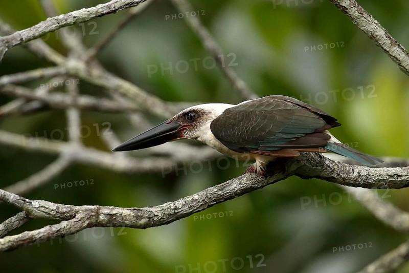 Great-billed Kingfisher (Pelargopsis melanorhyncha) perched on a branch, North Sulawesi, Indonesia