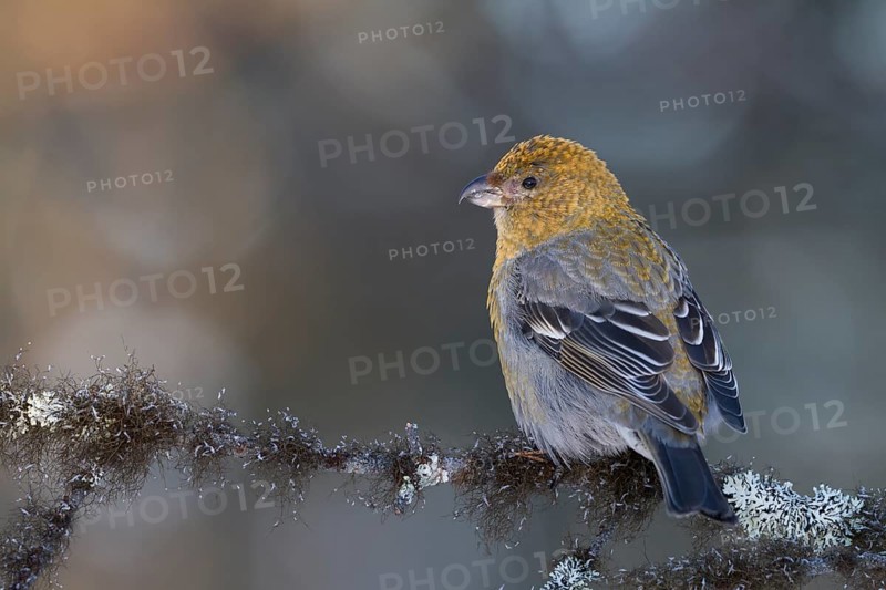 Pine Grosbeak - Hakengimpel - Pinicola enucleator, Finland