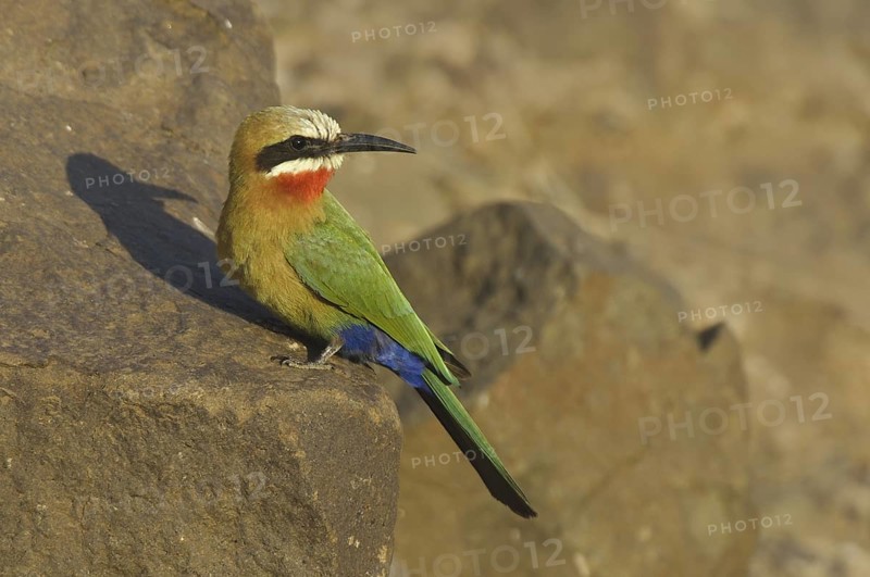 White-fronted Bee-eater (Merops bullockoides), Botswana