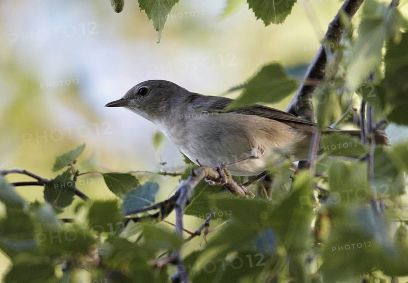 Garden Warbler (Sylvia borin), Mecklenburg-Western Pomerania, Germany