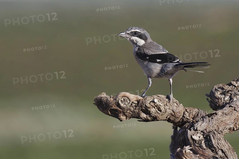 Southern Grey Shrike (Lanius meridionalis), Extremadura, Spain