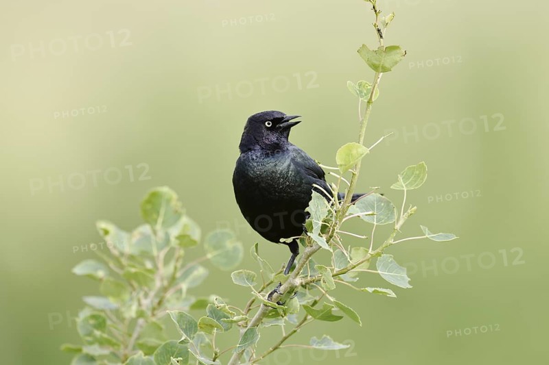 Purple Blackbird (Euphagus cyanocephalus), singing male, Waterton Lakes National Park, Alberta, Canada