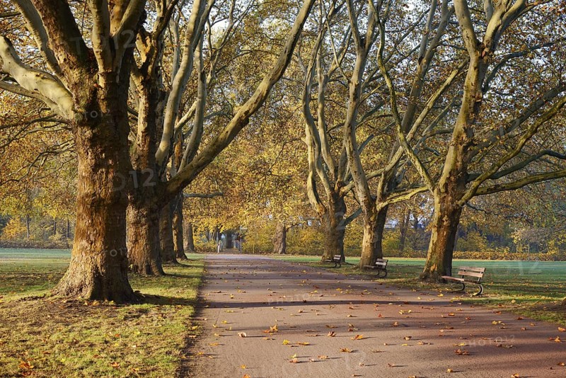 Path and common plane tree or Platanus × acerifolia (Platanus x hispanica, Platanus × acerifolia, Platanus × hybrida) in autumn, Platanenallee, Hamm, North Rhine-Westphalia, Germany