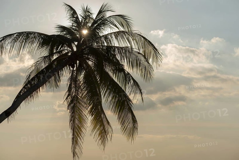 Palm tree against the light, heart-shaped sun, Koh Mook Island, Satun Province, Southern Thailand, Thailand