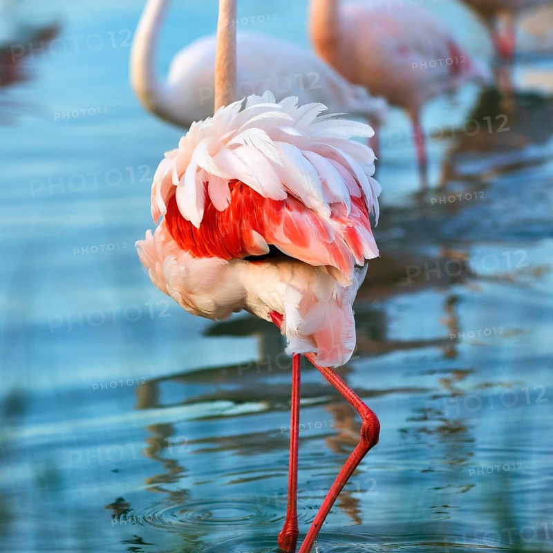 Pink flamingo (Phoenicopterus roseus), standing in a pond, plumage, Pont de Gau Bird Park, Saintes-Maries-de-la-Mer, Camargue Regional nature park Park, France