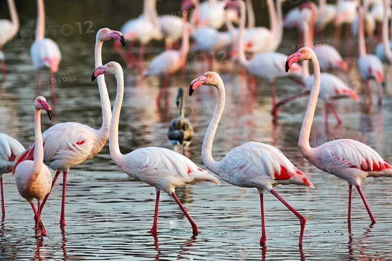 Pink flamingos (Phoenicopterus roseus), walking in the pond, Pont de Gau Bird Park, Saintes-Maries-de-la-Mer, Camargue Regional nature park Park, France