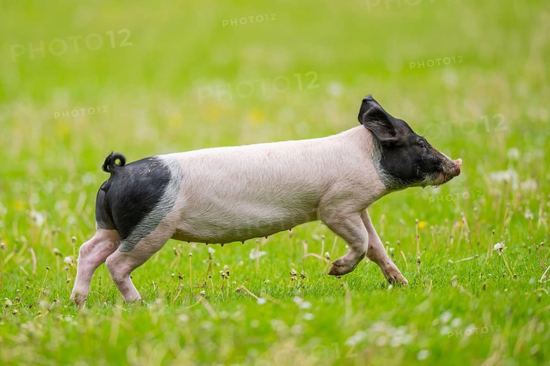 Swabian-Hall swine (Schwäbisch-Hällisches Landschwein) running over a meadow, Germany