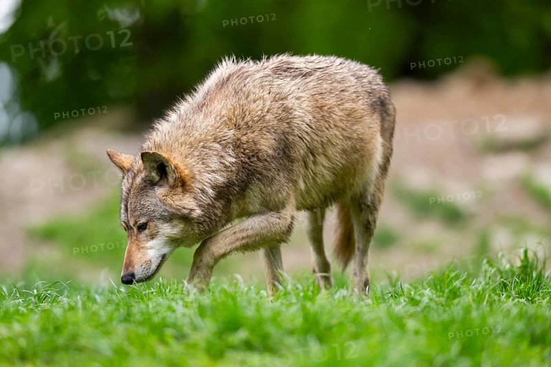 Eastern wolve (Canis lupus lycaon) standing on a meadow, Bavaria, Germany