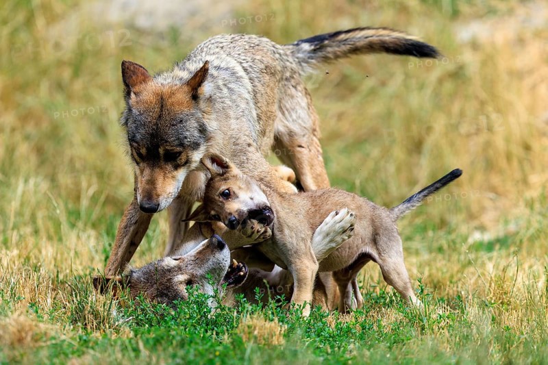 Wolf family with playing puppies in natural environment on grass, Timber wolf, wolf, American wolf, (Canis lupus lycaon), puppy, Germany