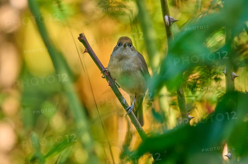 Blackcap (Sylvia atricapilla), female, sitting attentively on a branch in the natural environment, France