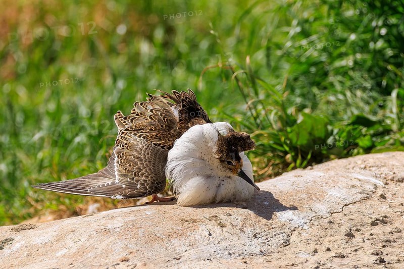 A bird resting on a sunny ground, its magnificent feathers unfurled, ruff (Calidris pugnax, syn.: Philomachus pugnax), courtship display, France